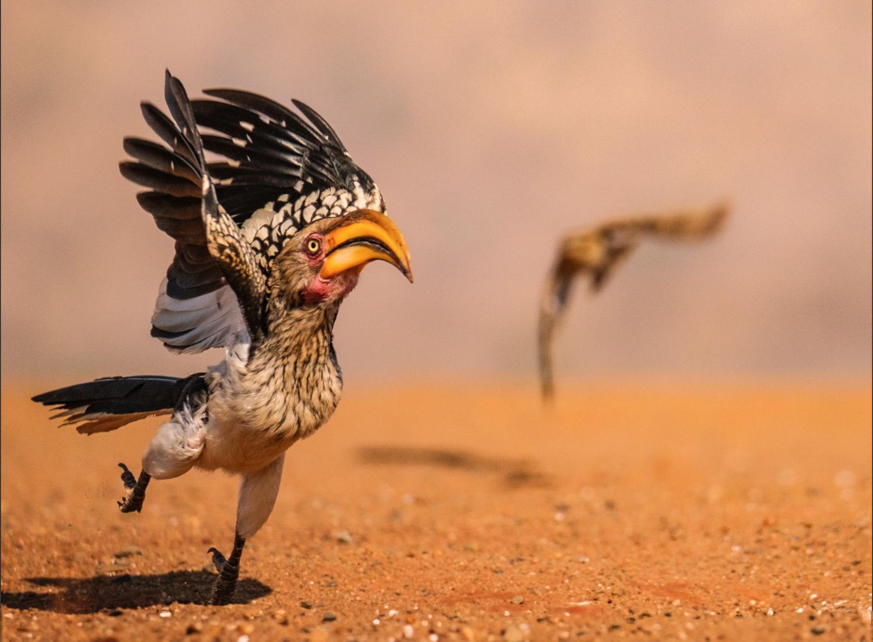 a hornbill with wings raised