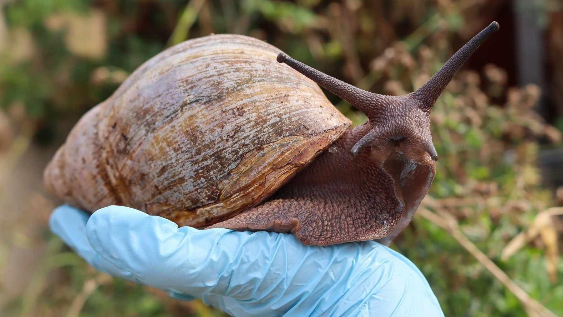 A large snail sitting on the palm of Mr Bouttell's hand, which is covered by a blue glove. They are both outside.