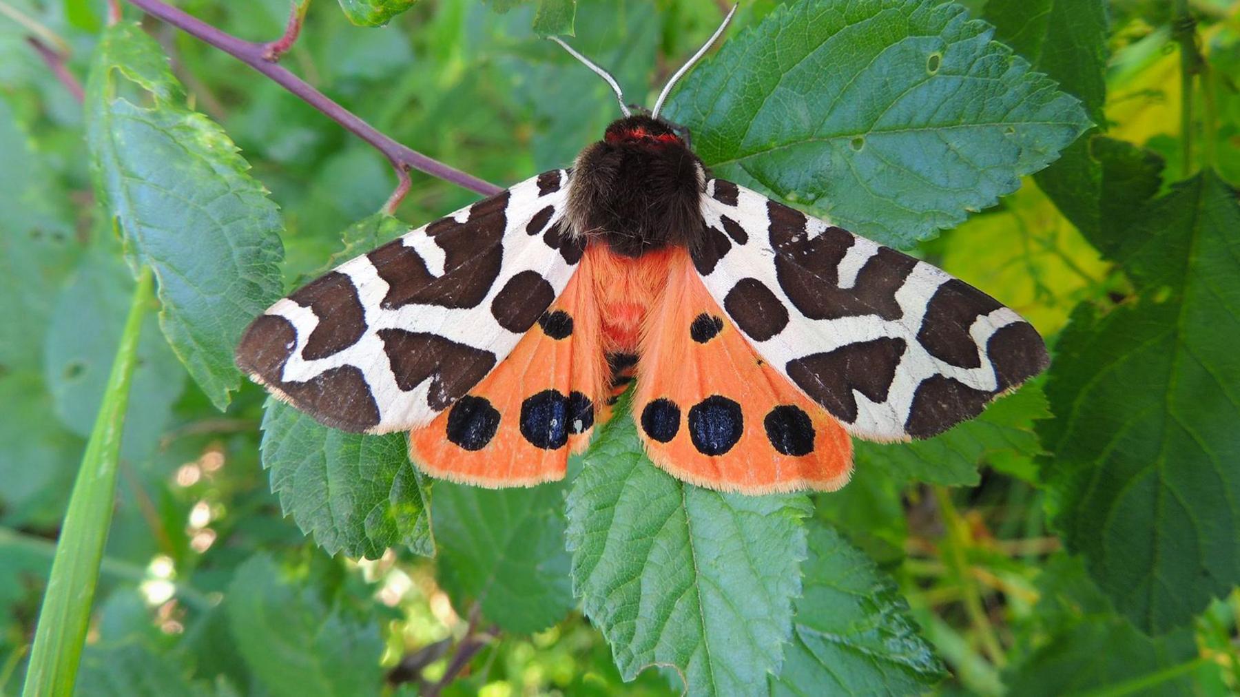 A brightly coloured moth with orange and black wings.