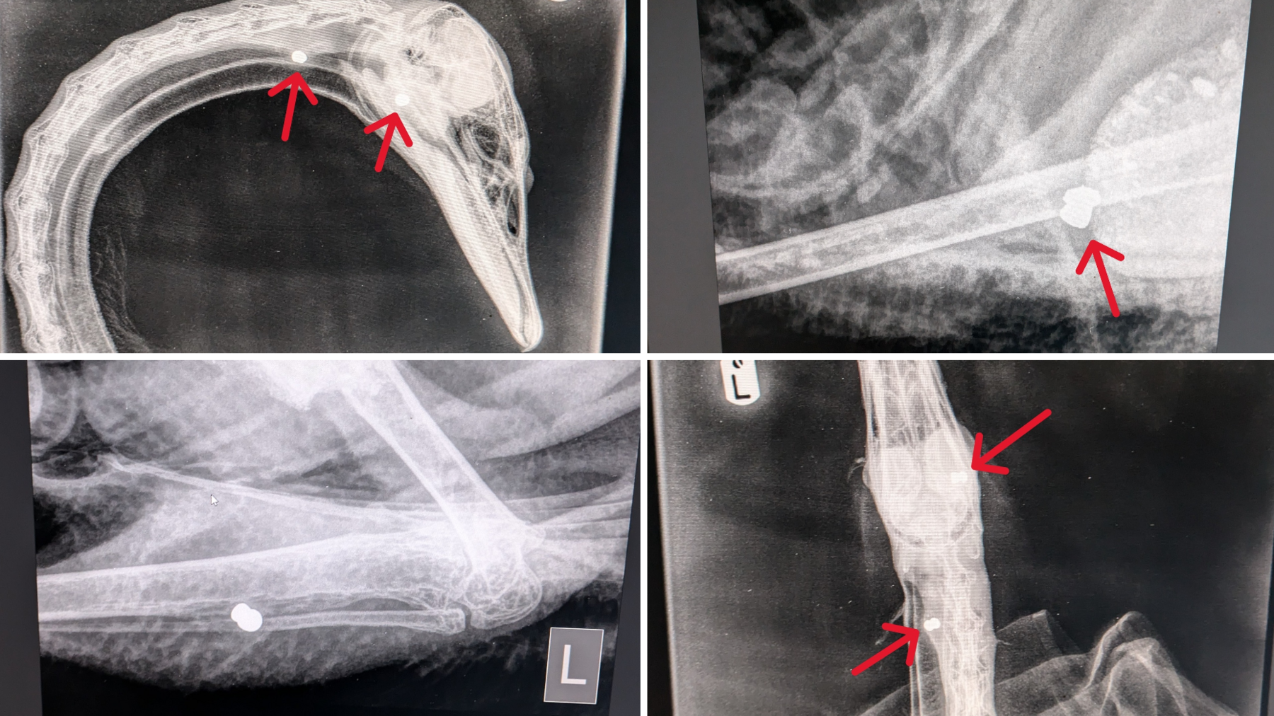 Four X-rays of a swan showing pellets in different parts of its body. There are red arrows pointing to the pellets. Scans of the swan's head, neck and legs can be seen. 