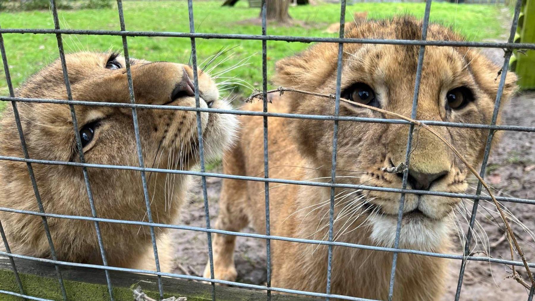 Two lion cubs looking through a gated fence.