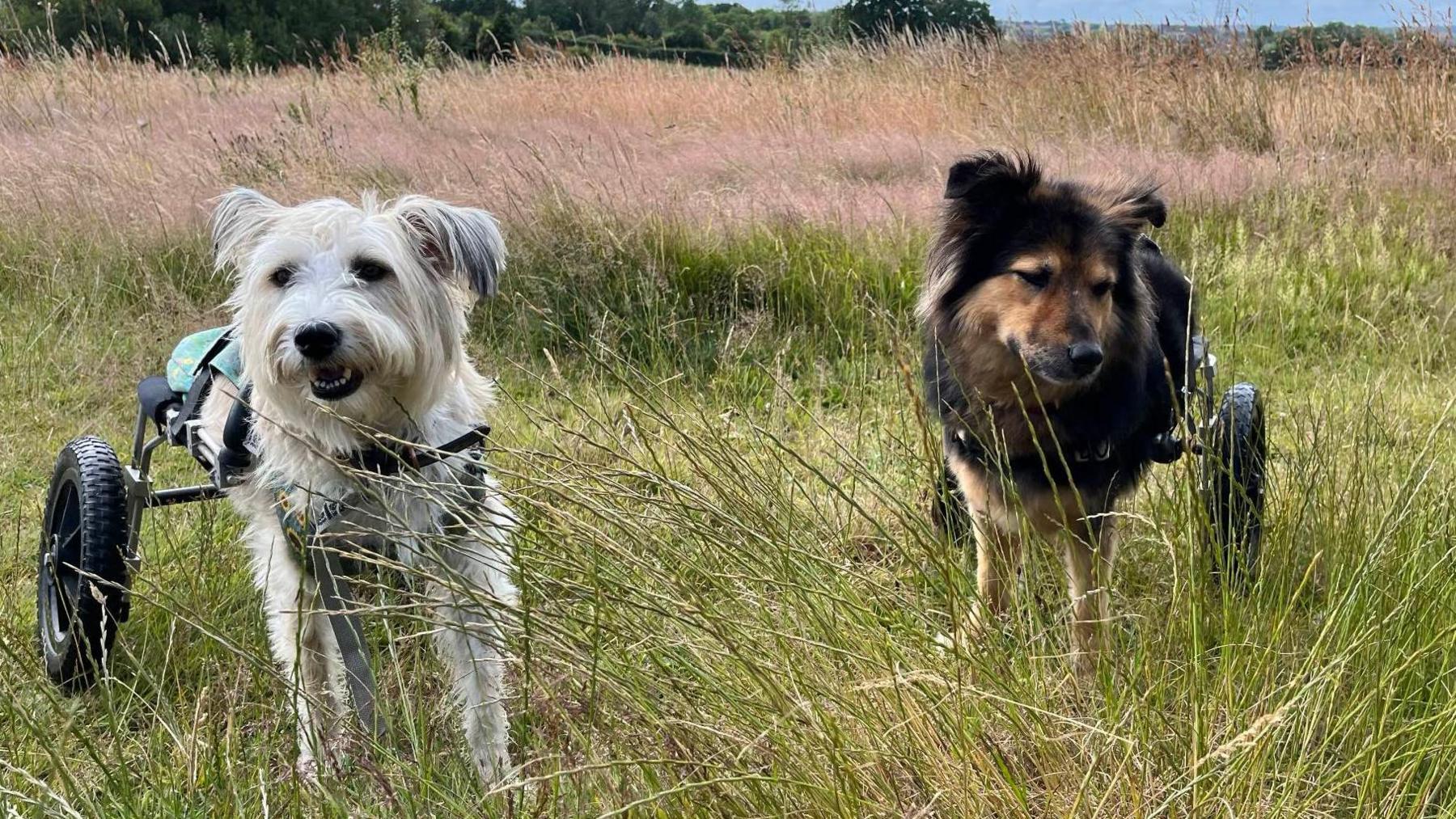 Two dogs out on a walk in long grass. Both have missing back legs are replaced with wheels