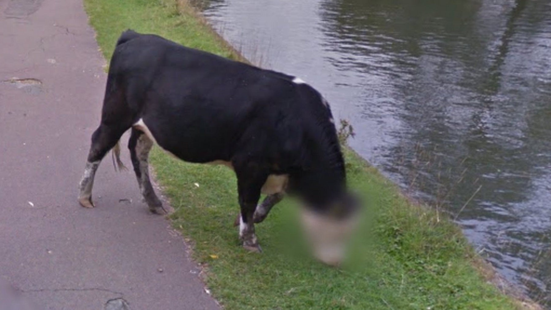 Google Streetview image showing blurred cow face in Cambridge