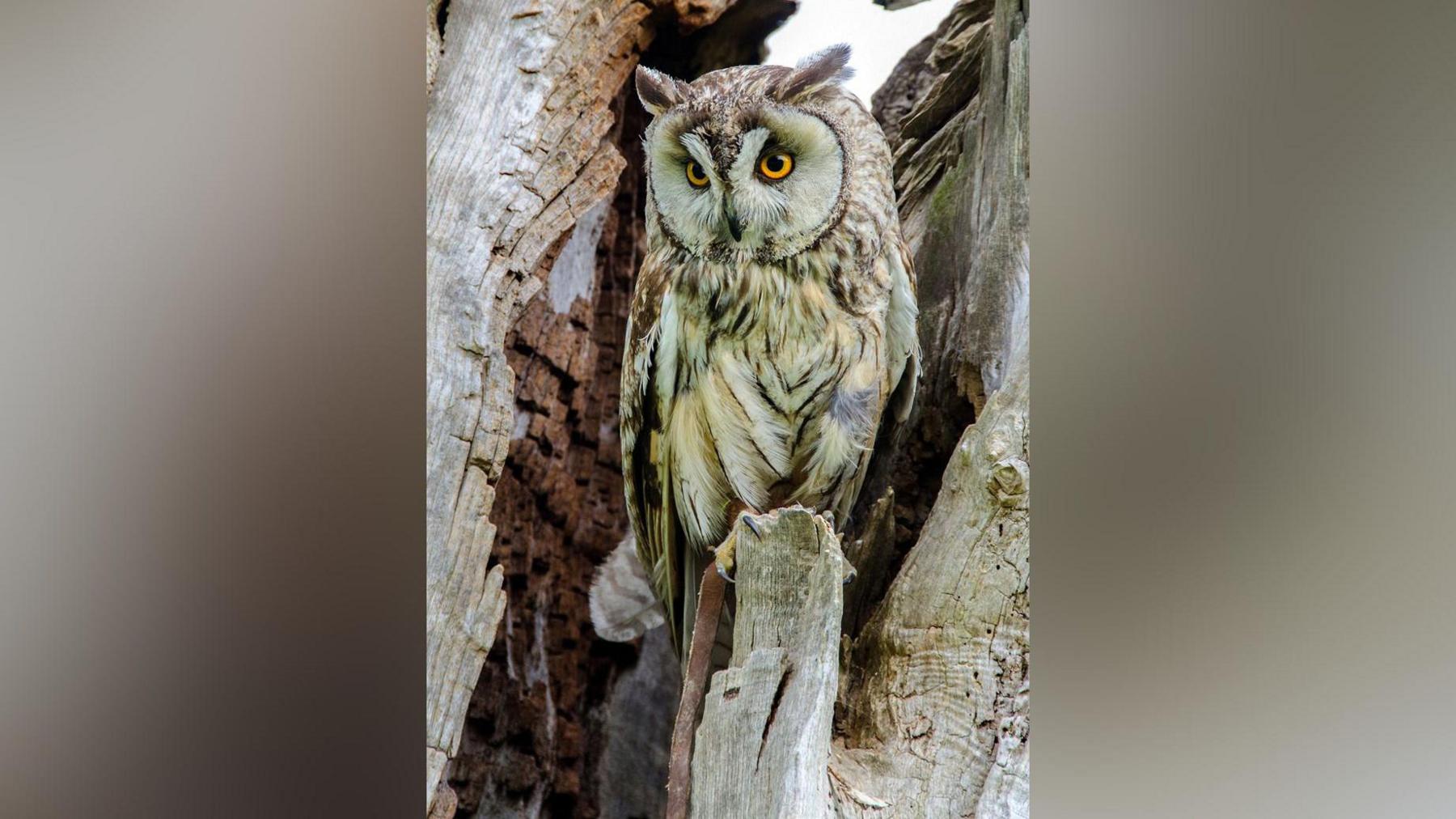 A long-eared owl, which has brown and white streaked feathers, a large round white face, yellow eyes and two tufty feathers sticking out either side of its head, sits in a tree.