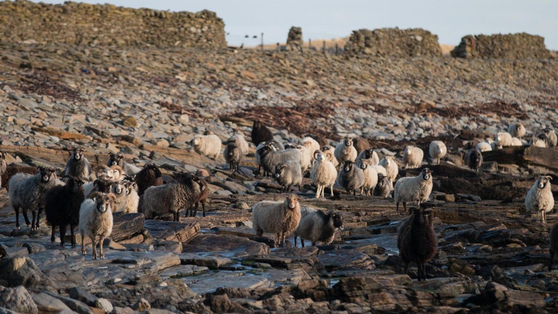 A group of seaweed-eating sheep gaze into the camera on a pebbly beach in North Ronaldsay