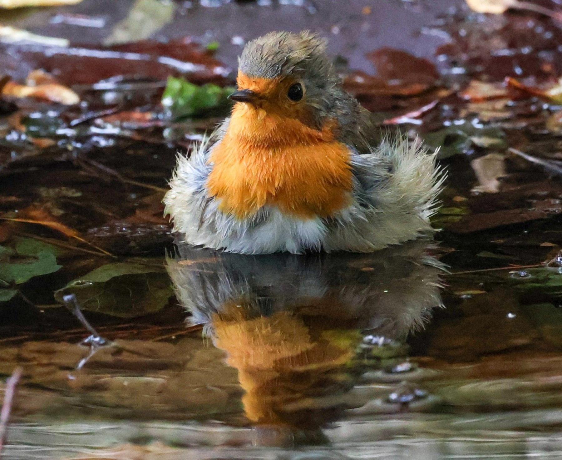 A robin lies on some leaves beside a pool of water