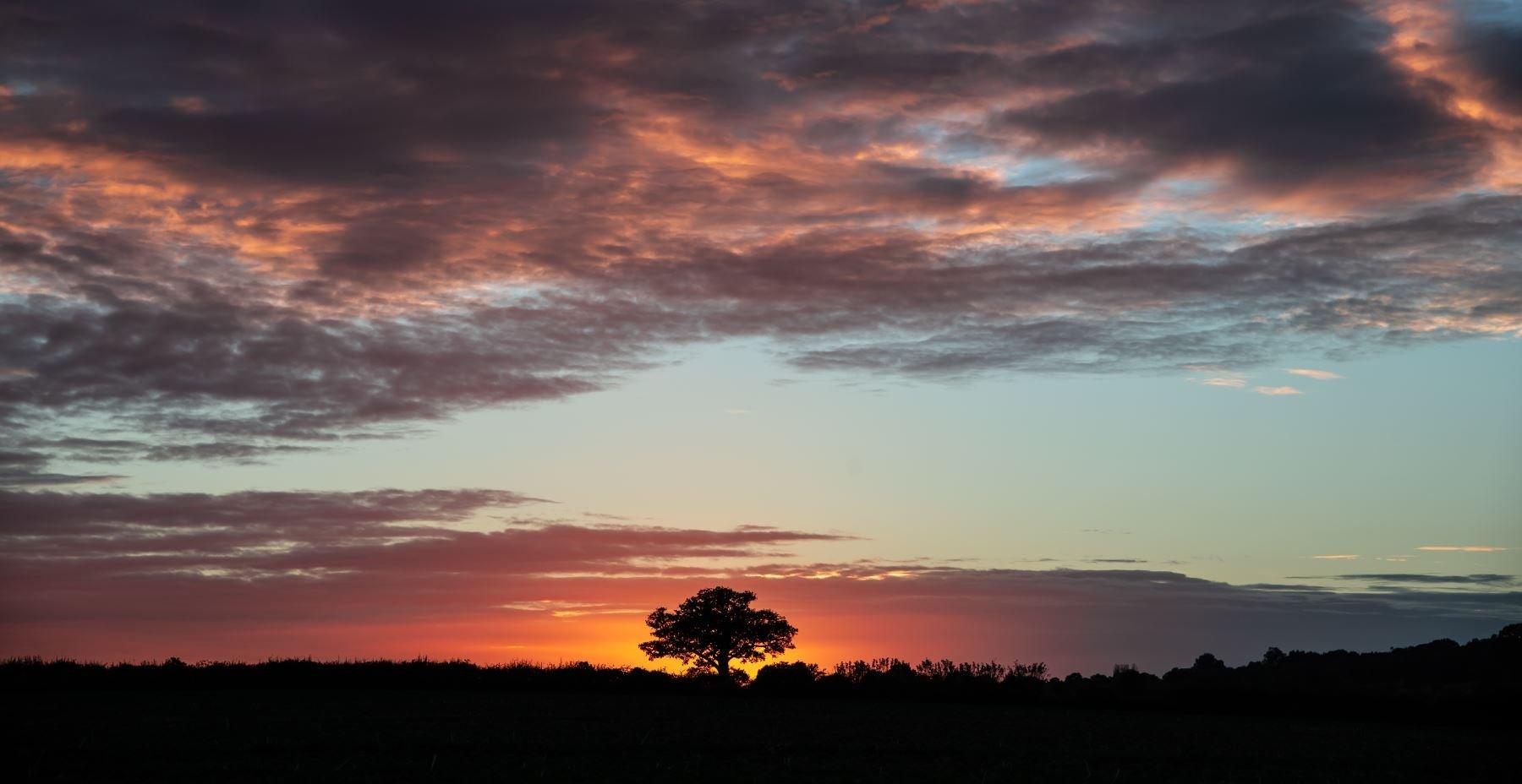 An English oak tree just outside Milcombe near Bloxham