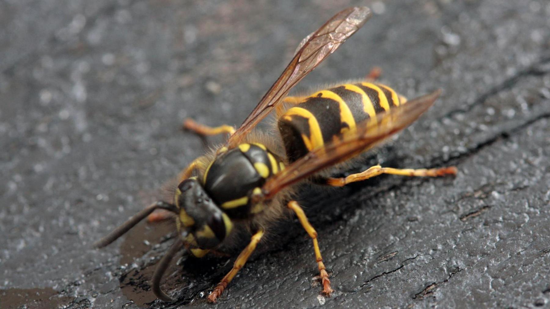 A wasp on a dark wooden bench.
