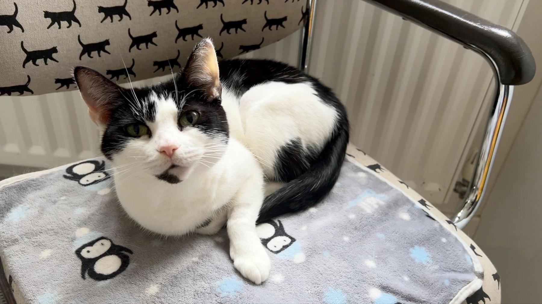 Callie the cat sitting on a chair. The chair has a blanket on with a penguin design and there is material with a cat design behind  the cat. 