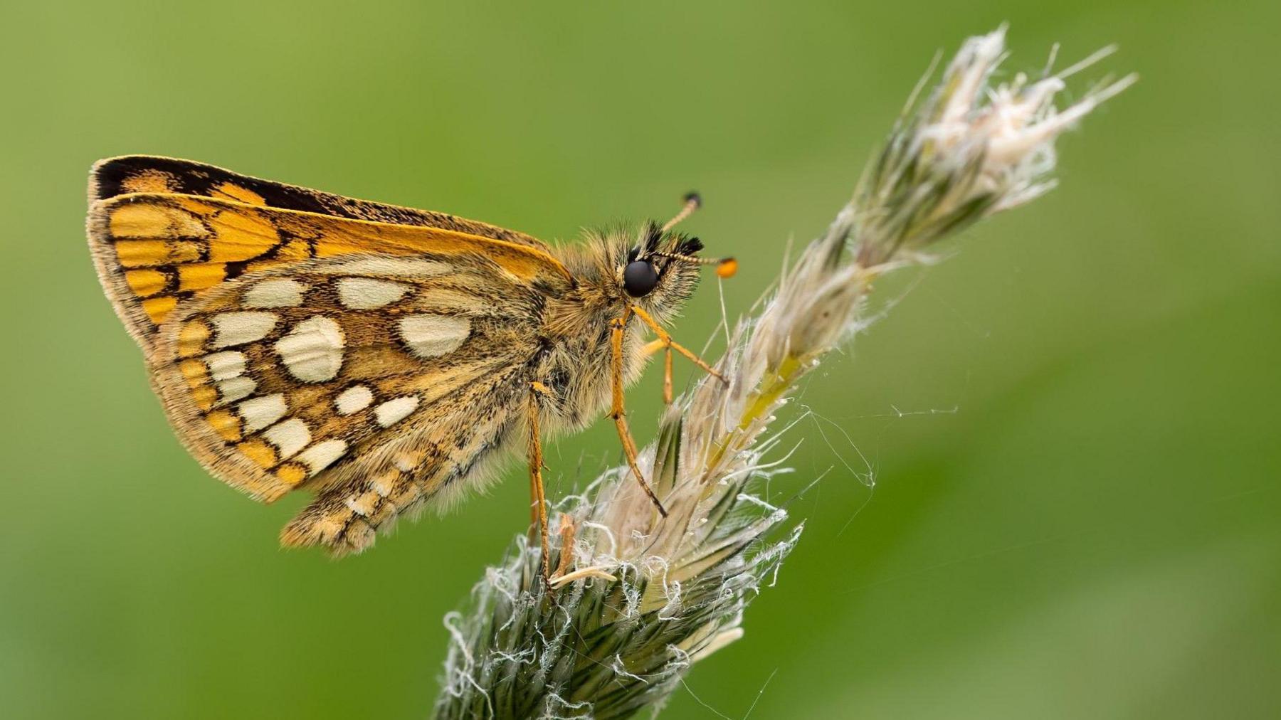 A close up image of a chequered skipper butterfly rests on a plant.