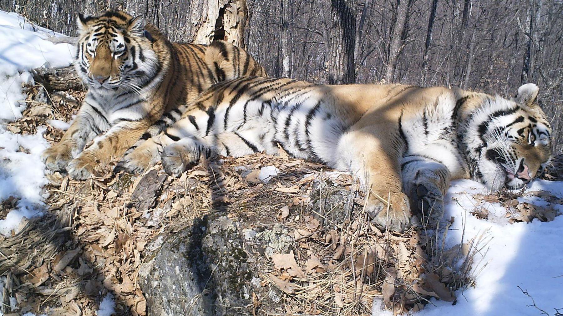 Two tigers in the snow