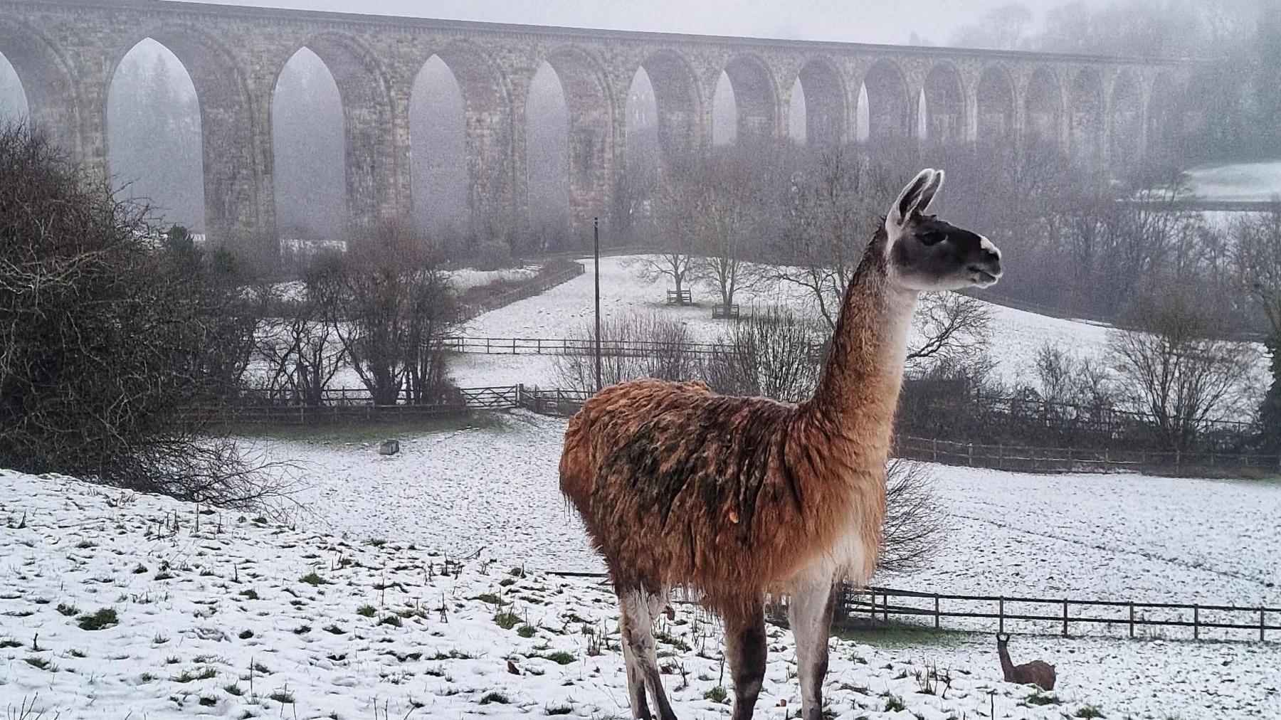 Two llamas in a snowy field with Cefn Viaduct behind