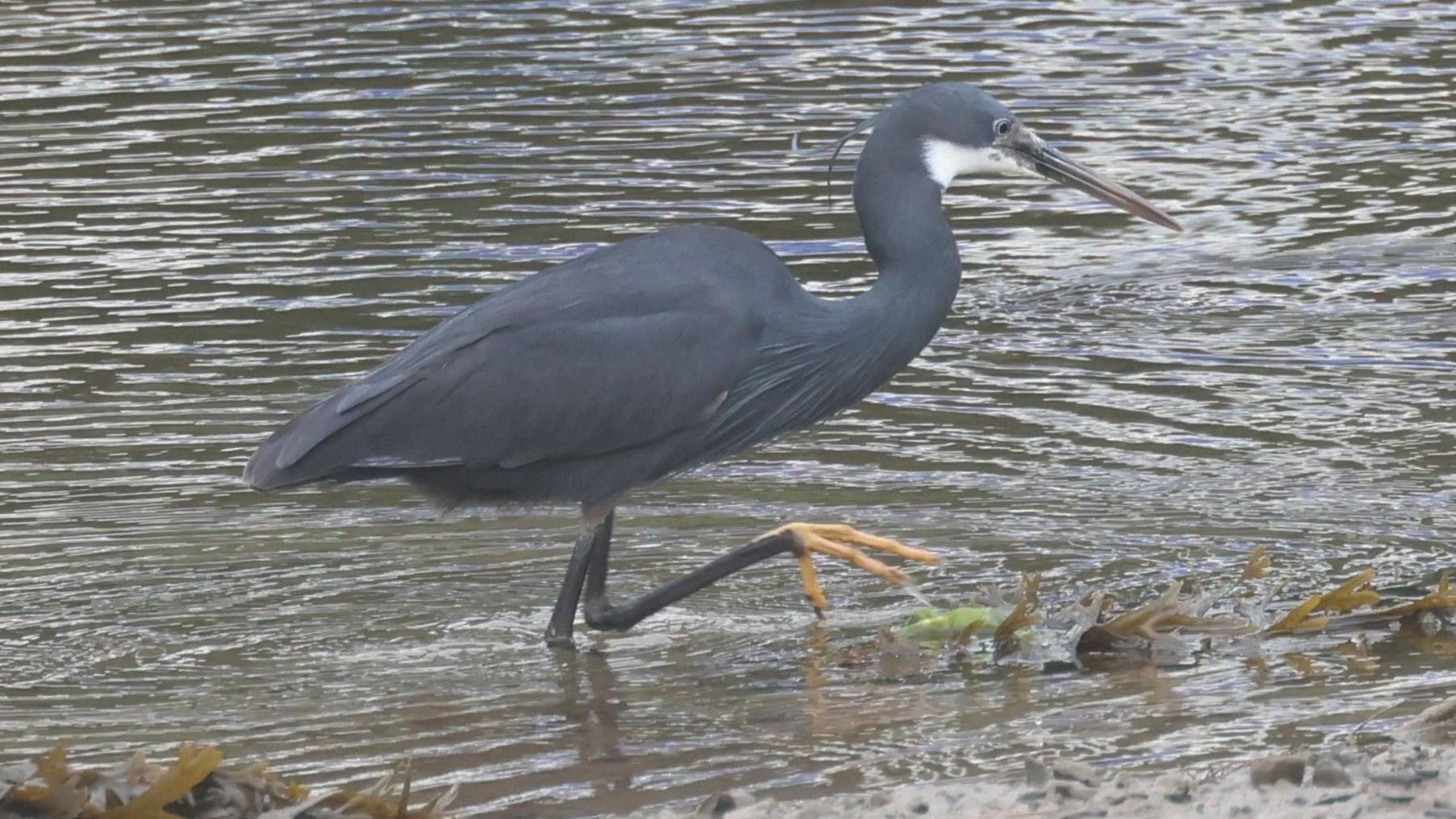 A grey-blue bird with a large beak walking in brown water. One of its feet is orange and out the water.