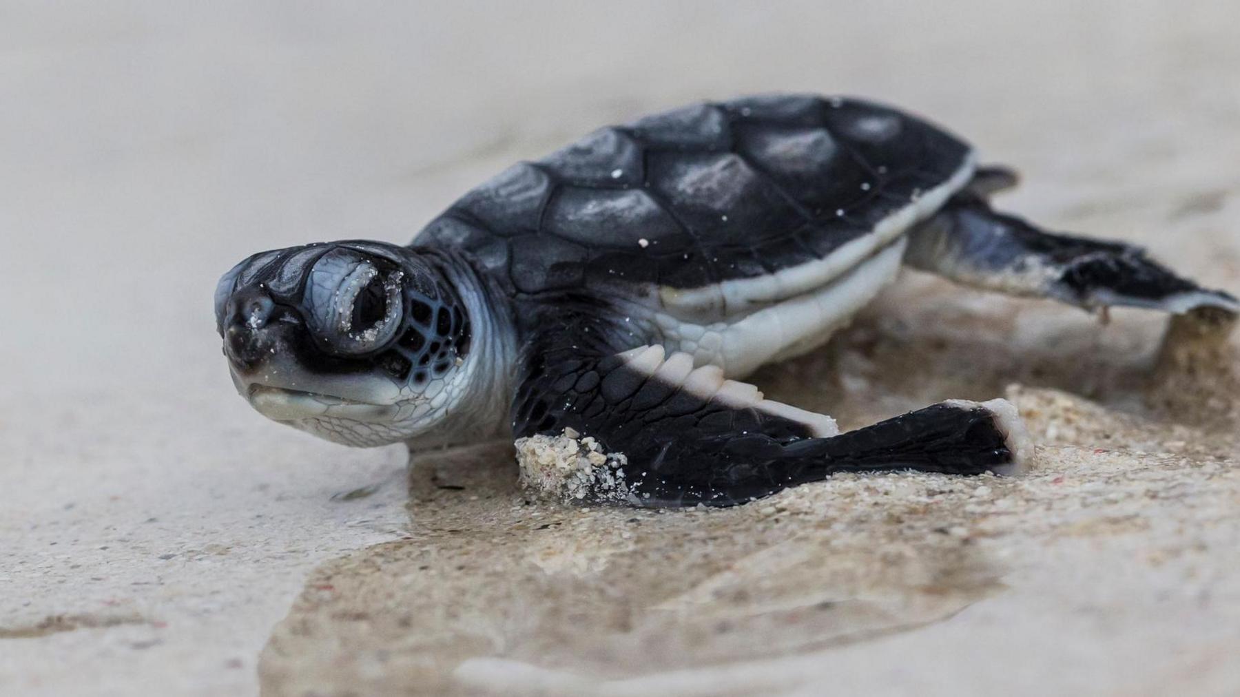 The image shows a baby sea turtle on a sandy beach near the water’s edge, heading toward the ocean, soon after hatching.