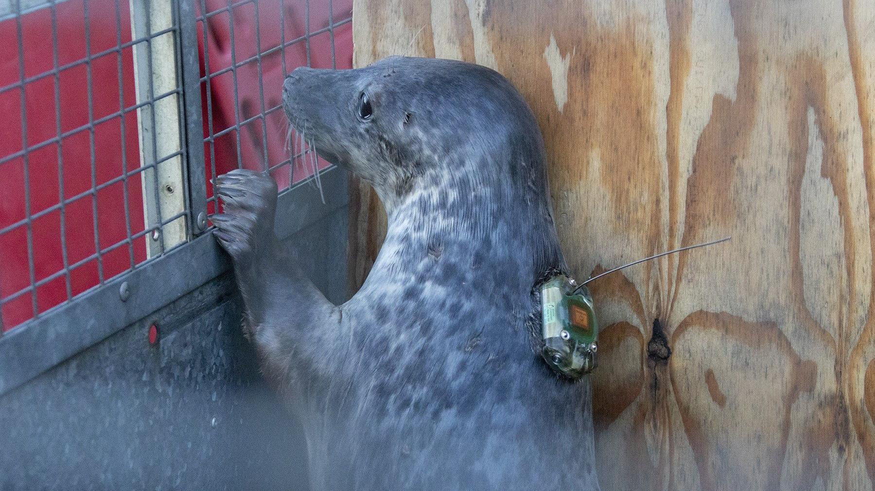 A seal pup waiting to be released. It is stood holding on to a metal fence with a tracker mounted to its back.