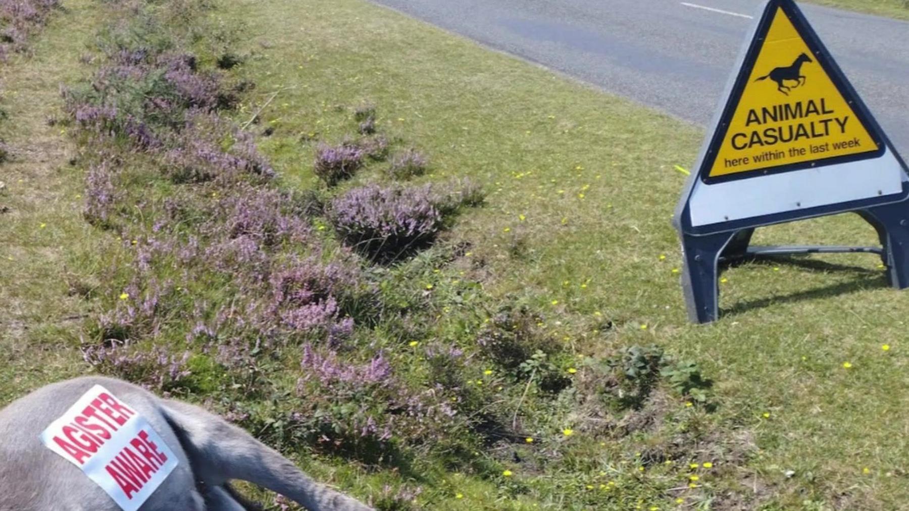 The rear end of a dead donkey, with a notice attached saying 'Agister aware', lying on grass by the side of the road. A yellow triangular 'animal casualty' sign is alongside.