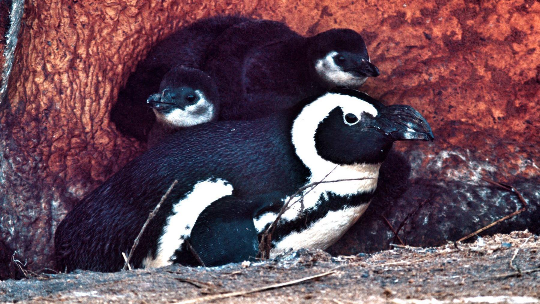 The two chicks lay on top of a larger penguin, which is mainly black with a white stripe on its wing, chest and neck. They appear to be resting together in a tree trunk. 