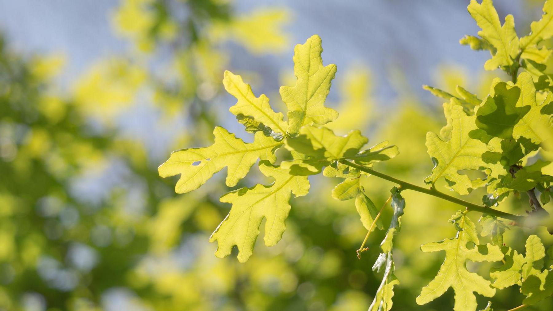 A stock image of an oak tree branch