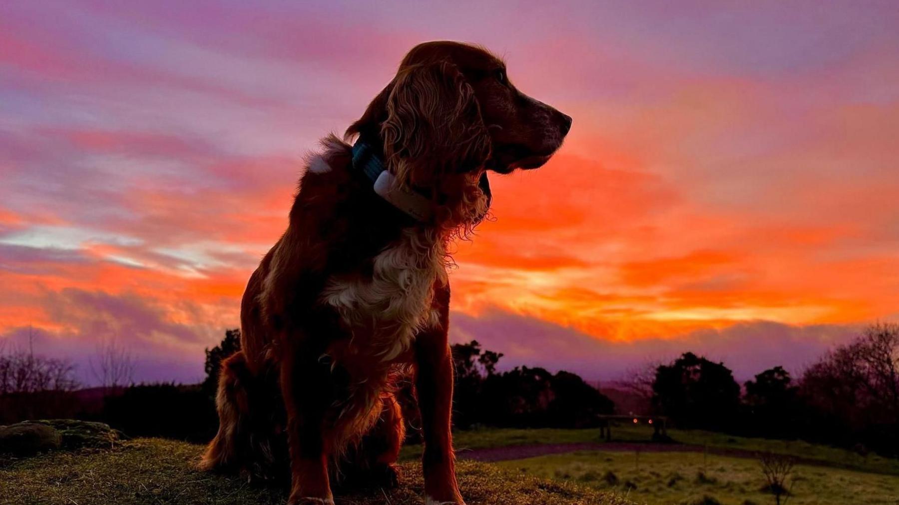 A dog sits nicely as it looks off into the distance. The sky behind the dog is bright with the colours of pink, orange and purple.