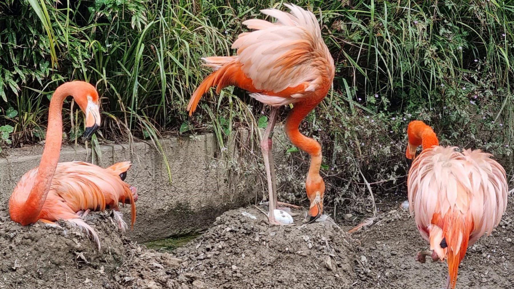 Close up of the second flamingo egg