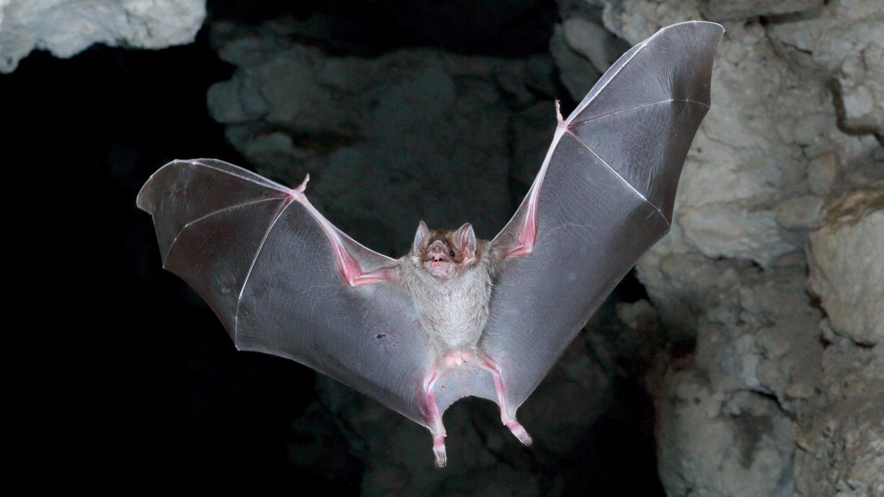 A vampire bat flies in a cave with wings spread. It has large ears and two central pointed upper teeth.