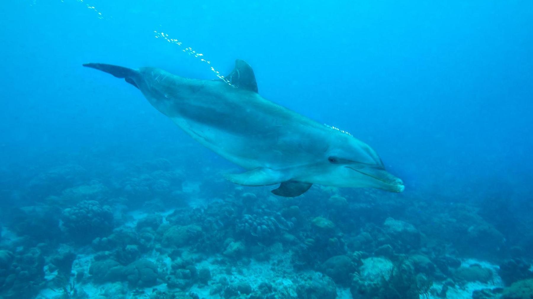 Dolphin swimming in the sea