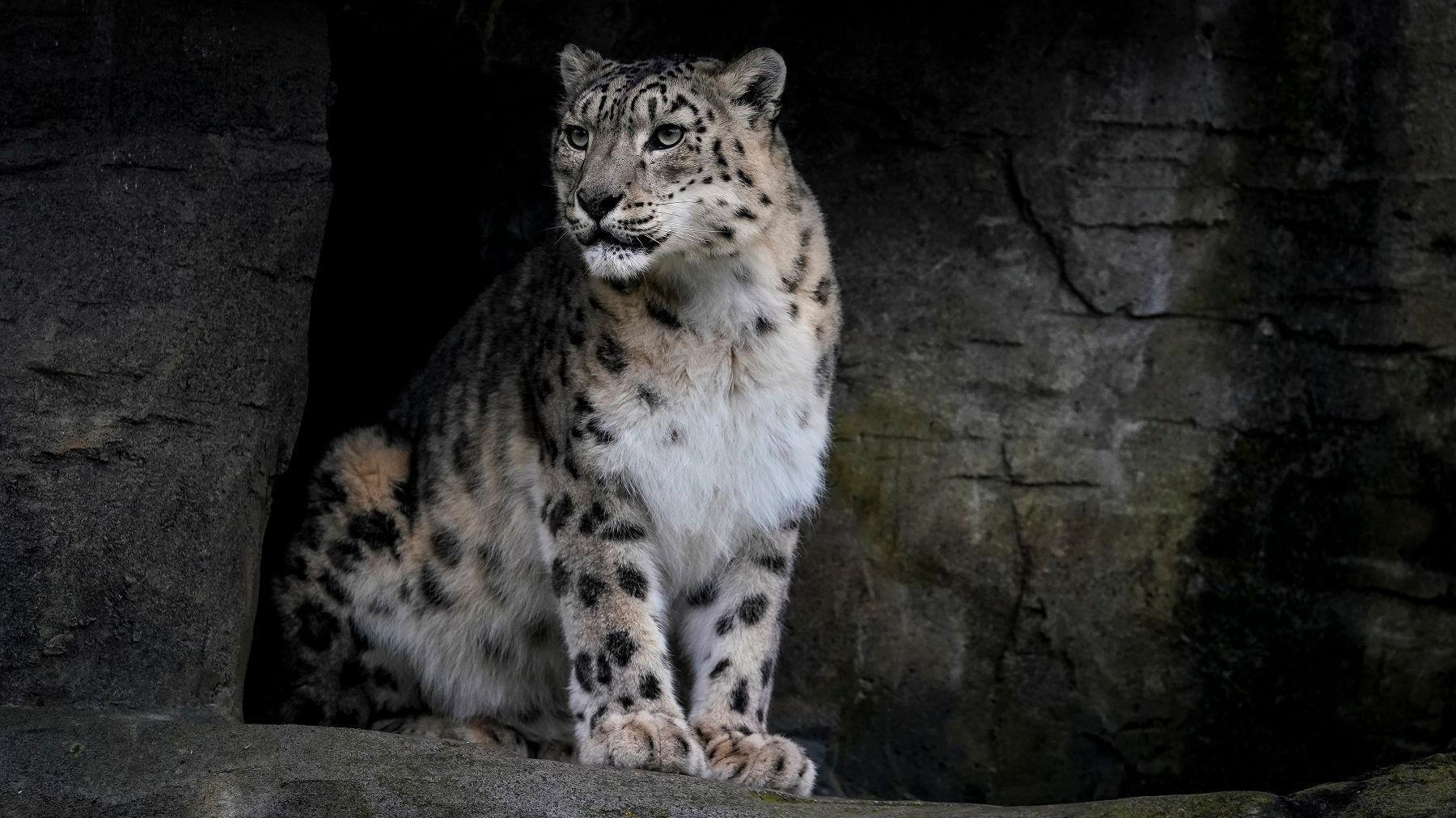 Irina a white and black snow leopard sat in a caved area looking out and pondering