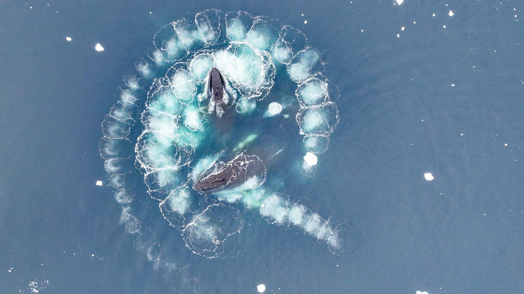 Humpback whales feeding in krill, captured from above with a drone 