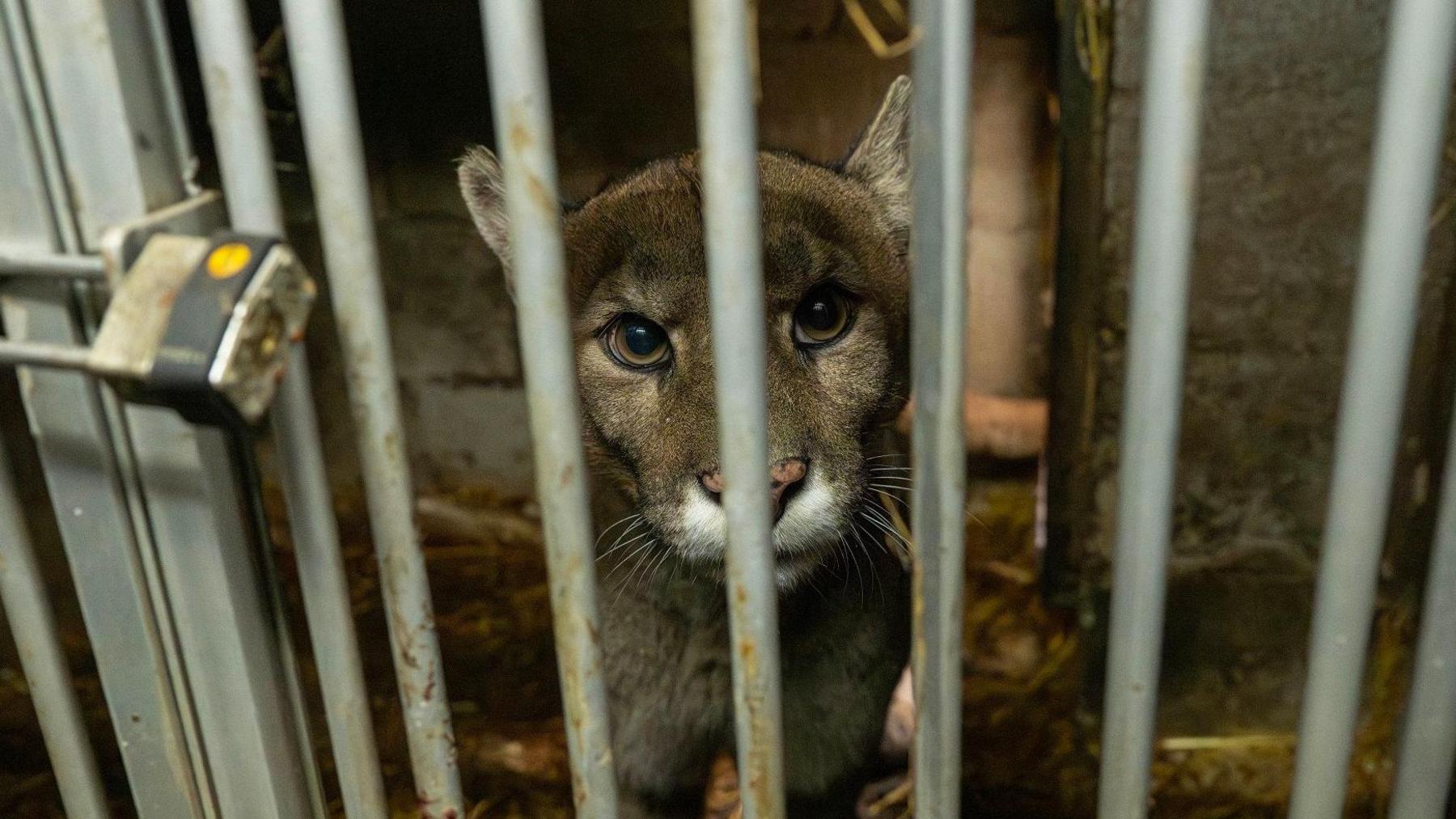 A puma stares out of the bars of a cage. A padlock holds it shut.