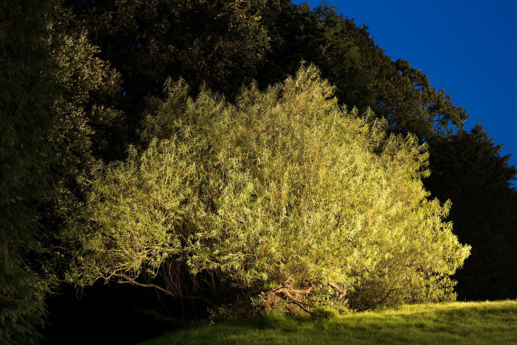 The Ecclefechan tree