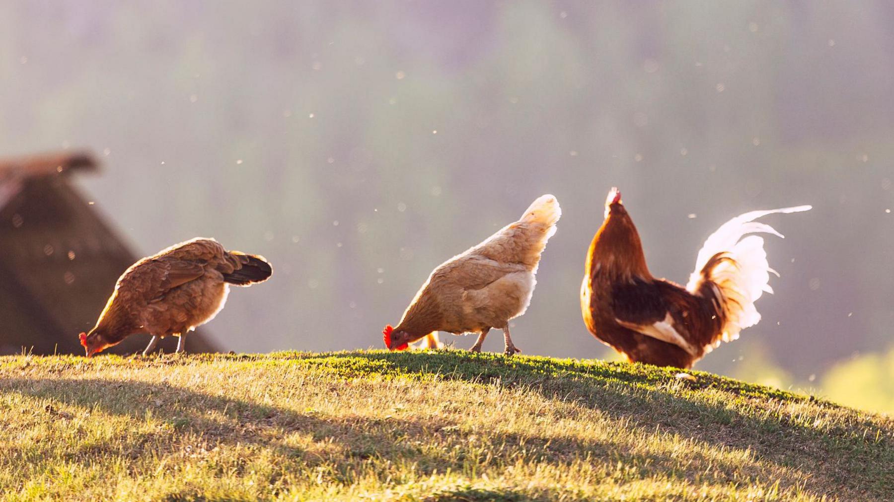 Three chickens roam freely on a hill in the sun.