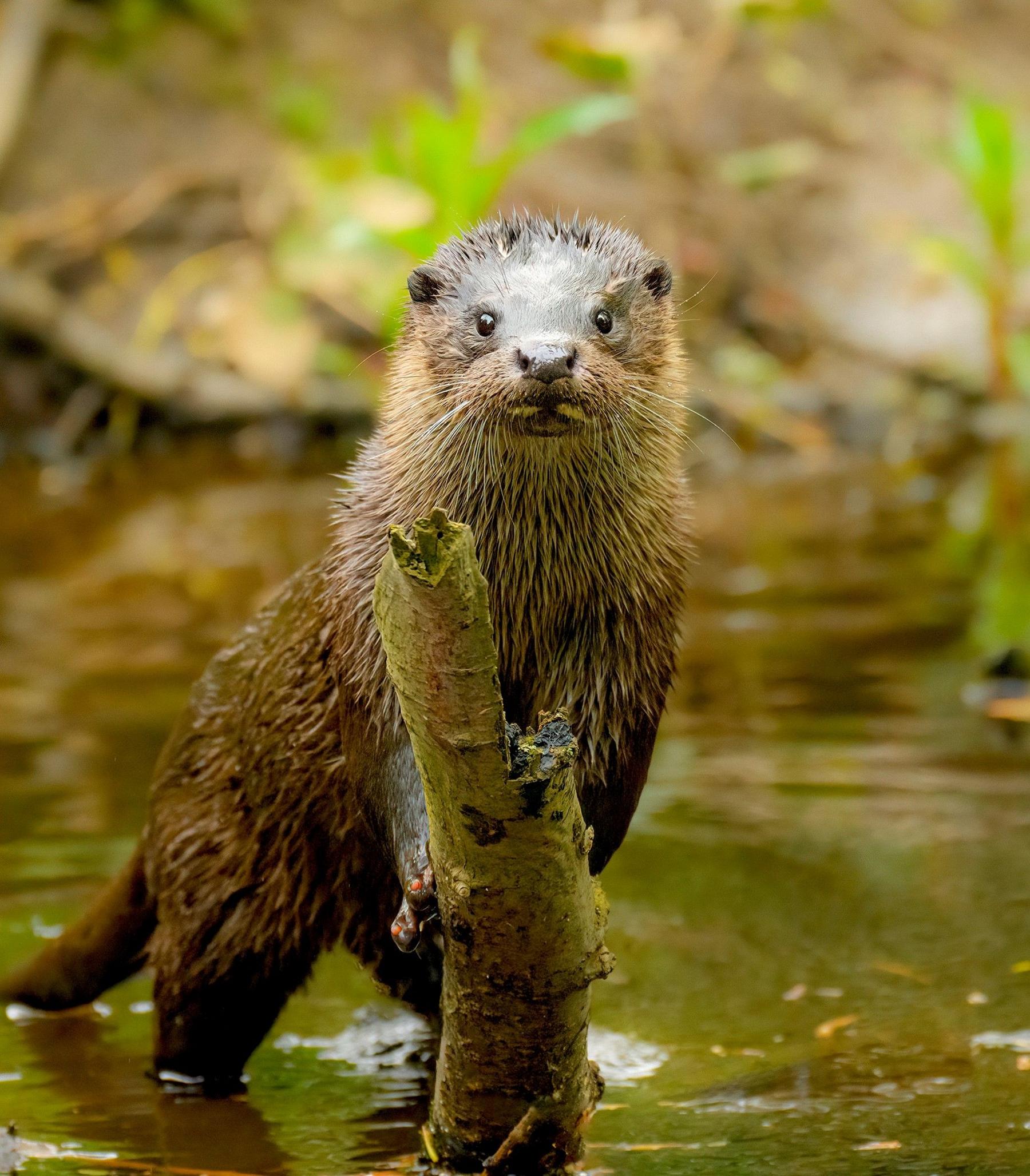 An otter standing on a branch sticking out of the water