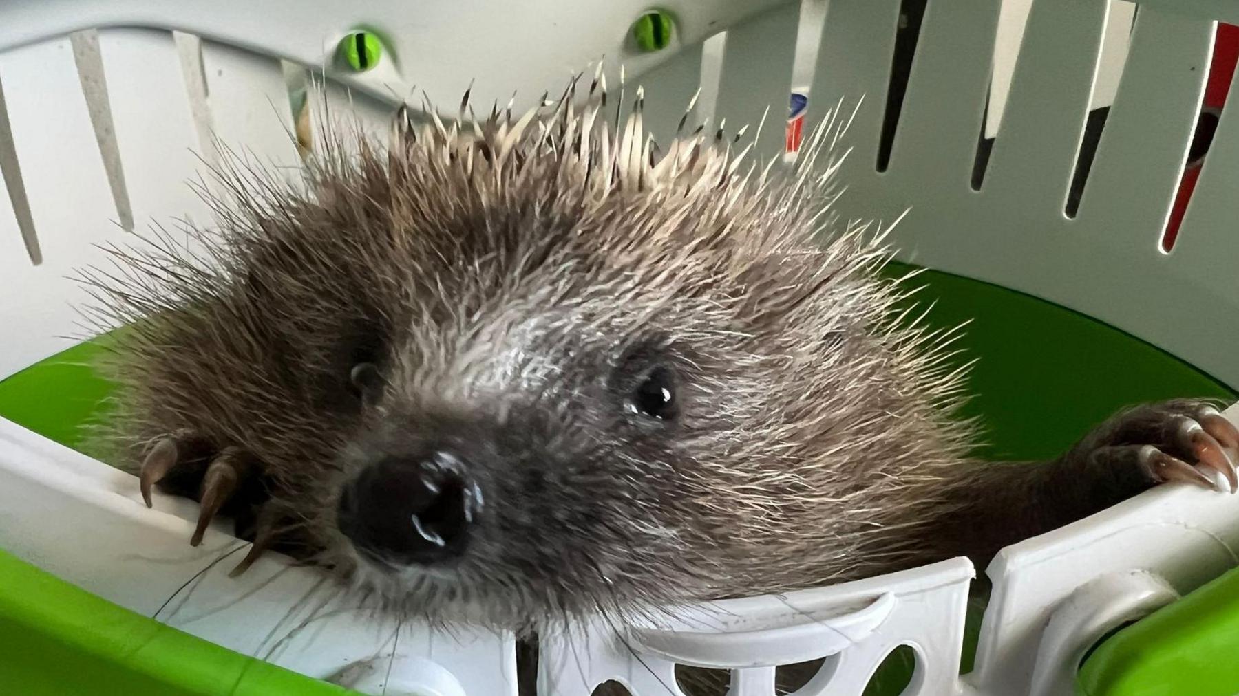 Bruce the hedgehog pops his head out of a green carrier