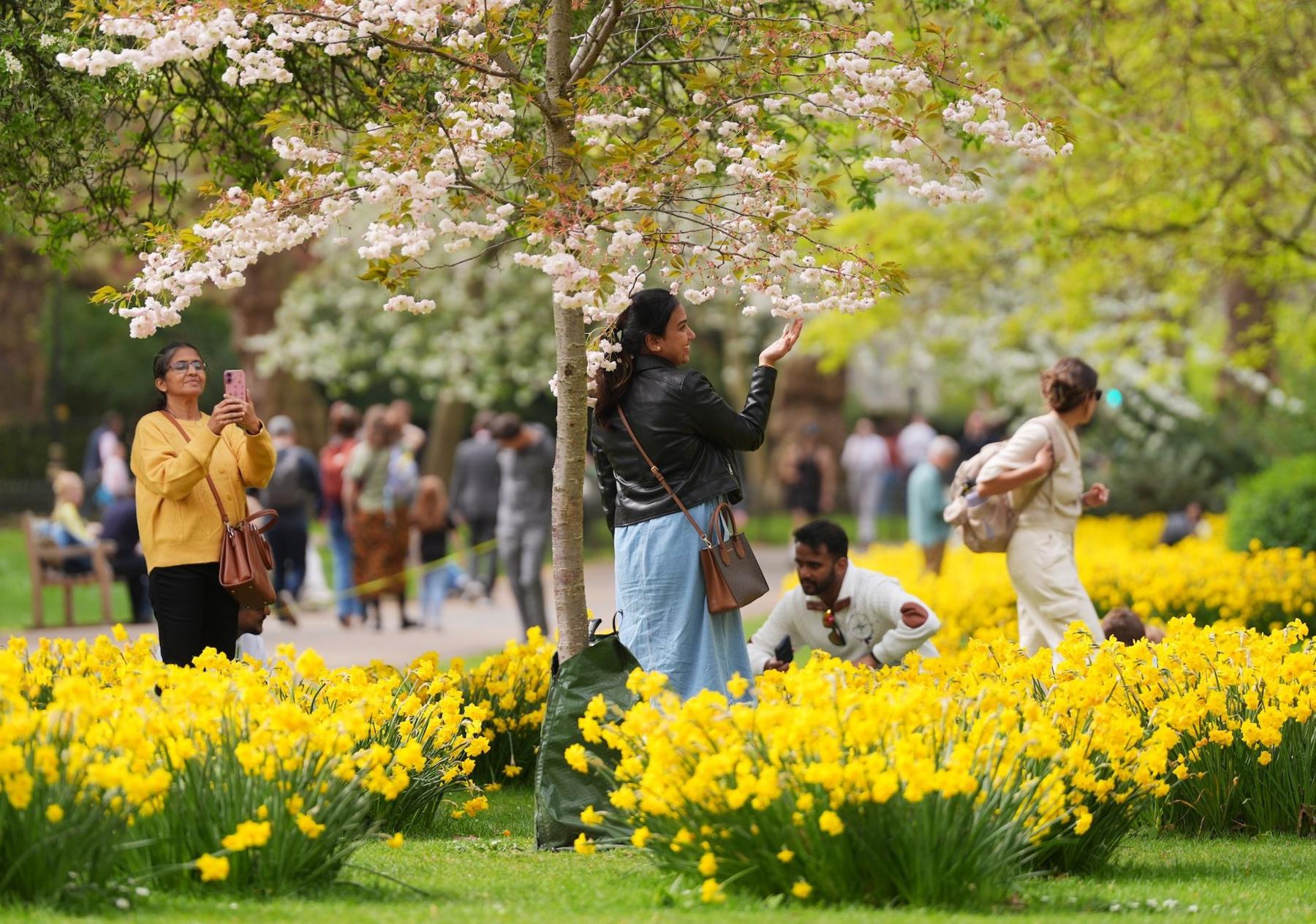 A woman poses for a photo next to a cherry blossom whilst surrounded by daffodils in St James’s Park.