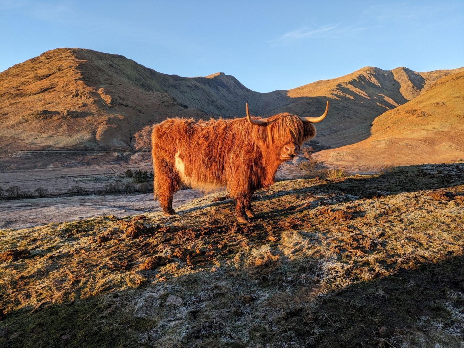 Highland cow