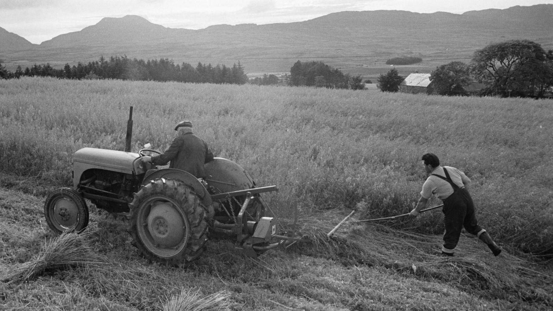 Peiriannau’n cynorthwyo gyda’r cynaeafu yn Nhyddyn Sais, Trawsfynydd ym mis Hydref 1965