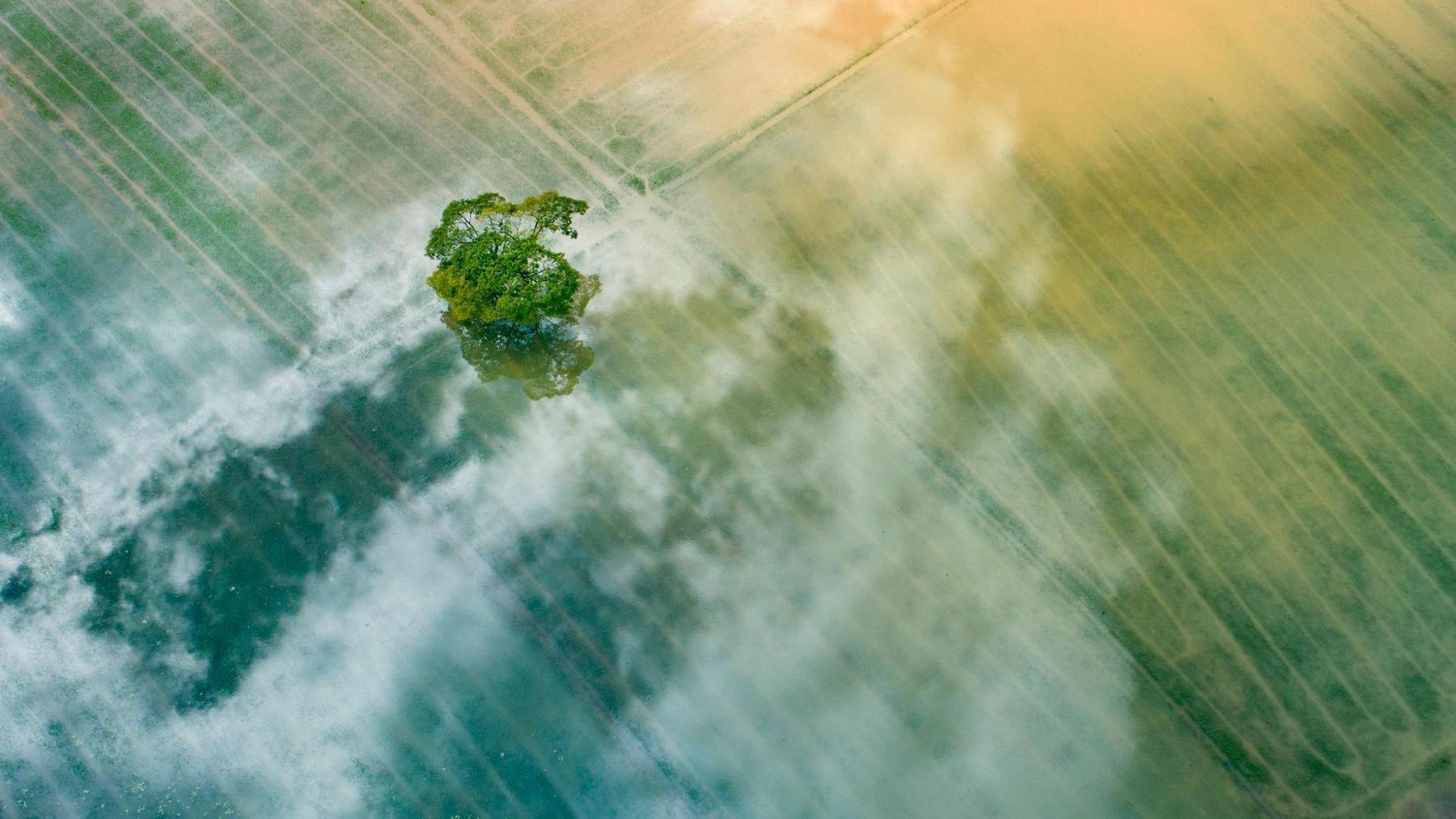 Tree in a field coverage by clouds.