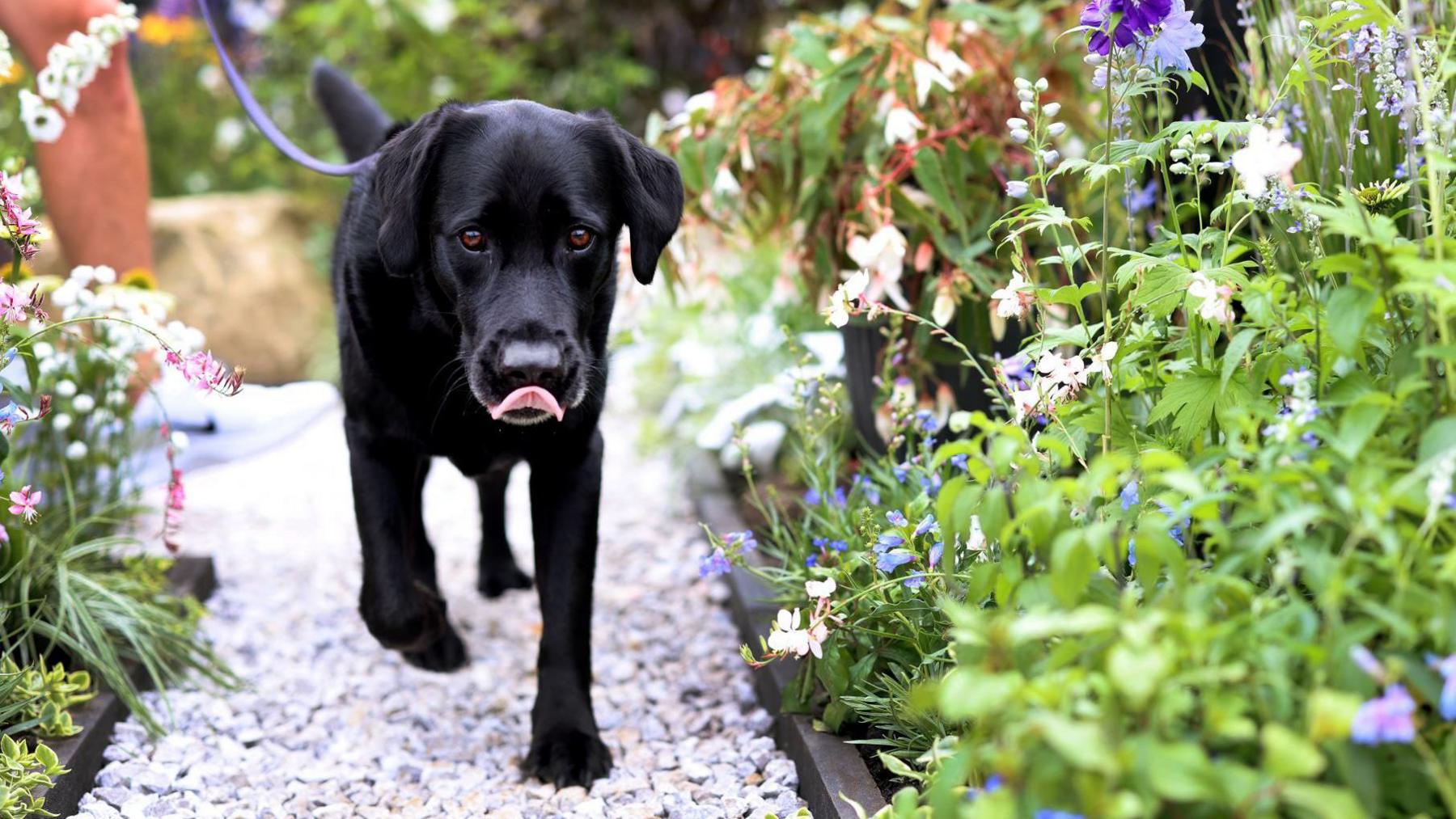 A black labrador dog walking along a gravel path past flower displays