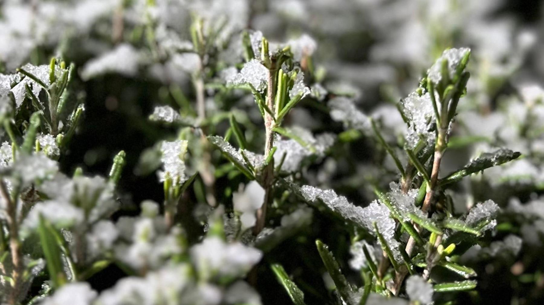 A close-up photo of small patches of snow on leaves.