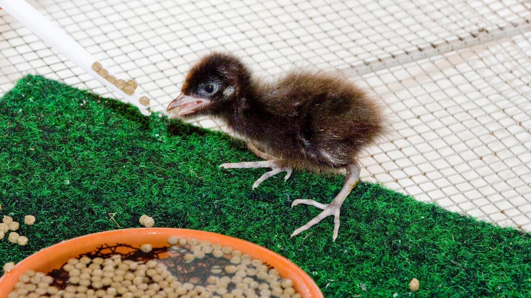 Corncrake chick