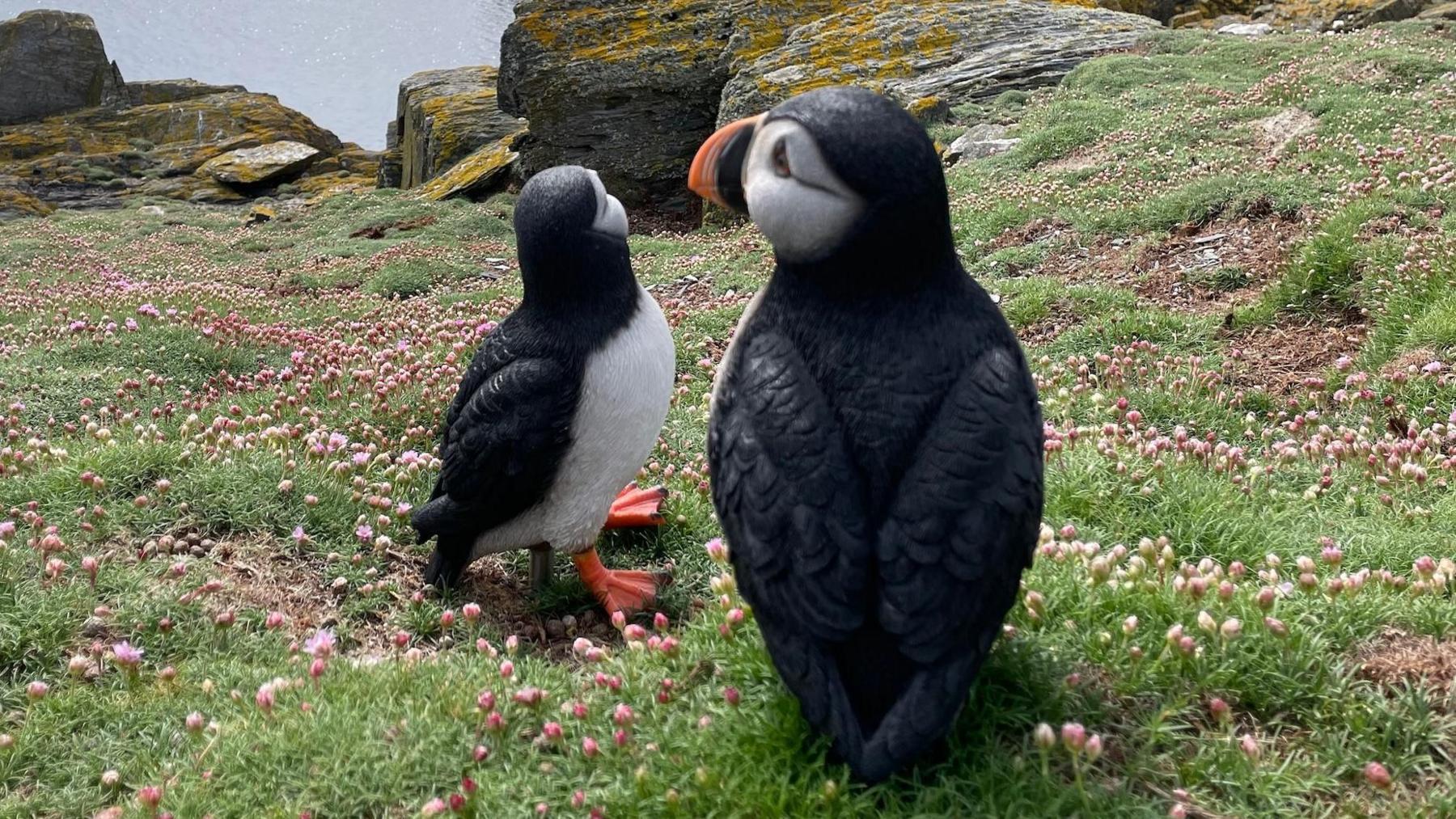 There are two realistic-looking black and white plastic puffins with orange beaks and feet, sitting in a grassy area with small pink flowers. There is a rocky coastline beyond with yellow moss on the stone. The sea in the distance on the left is calm on a bright day.
