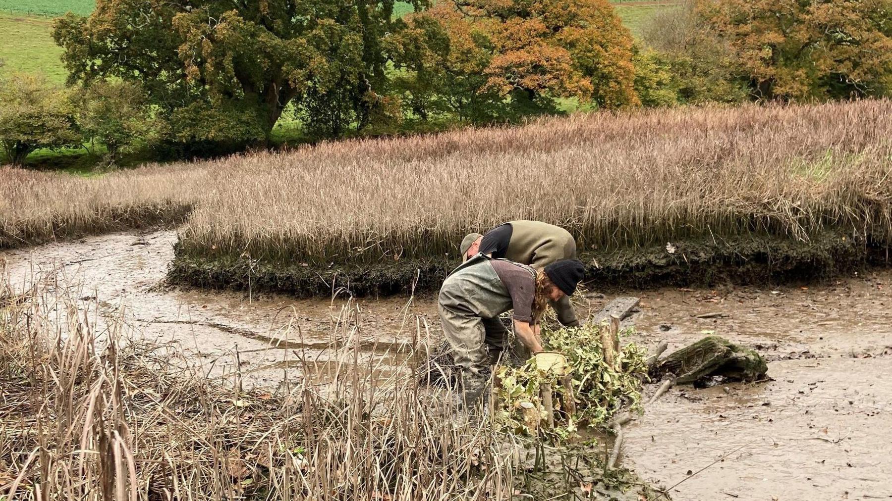 Two people wearing waterproof trousers working in a muddy salt marsh. A stretch of brown muddy river bed is bordered by brown vegetation.