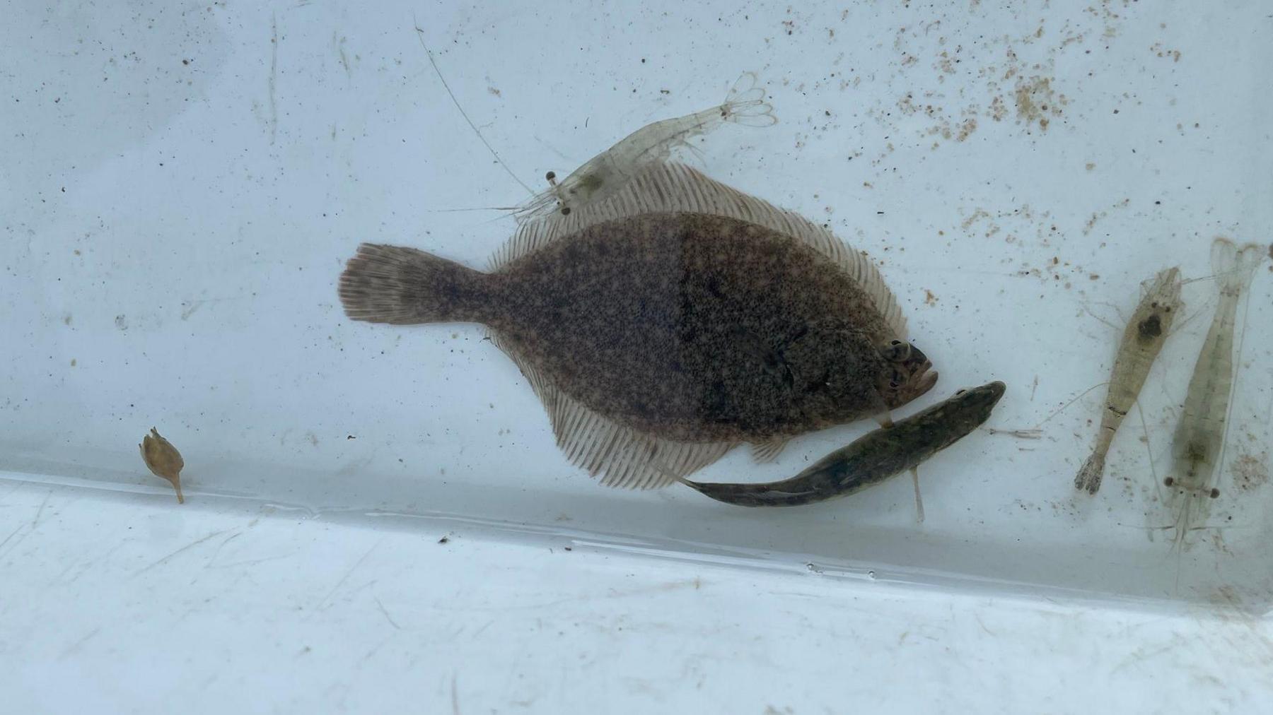 A brown flounder surrounding by shrimp. 