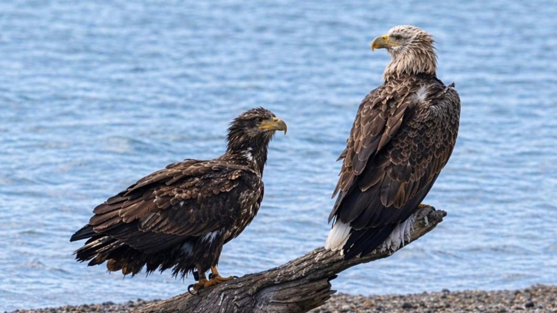 Two large brown and white eagles perched on a branch with the sea behind them.