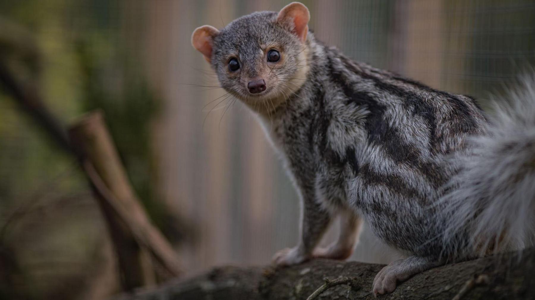 Image of a Grandidier’s mongoose - a species which will benefit from Chester Zoo's new International Centre for Zoo Science