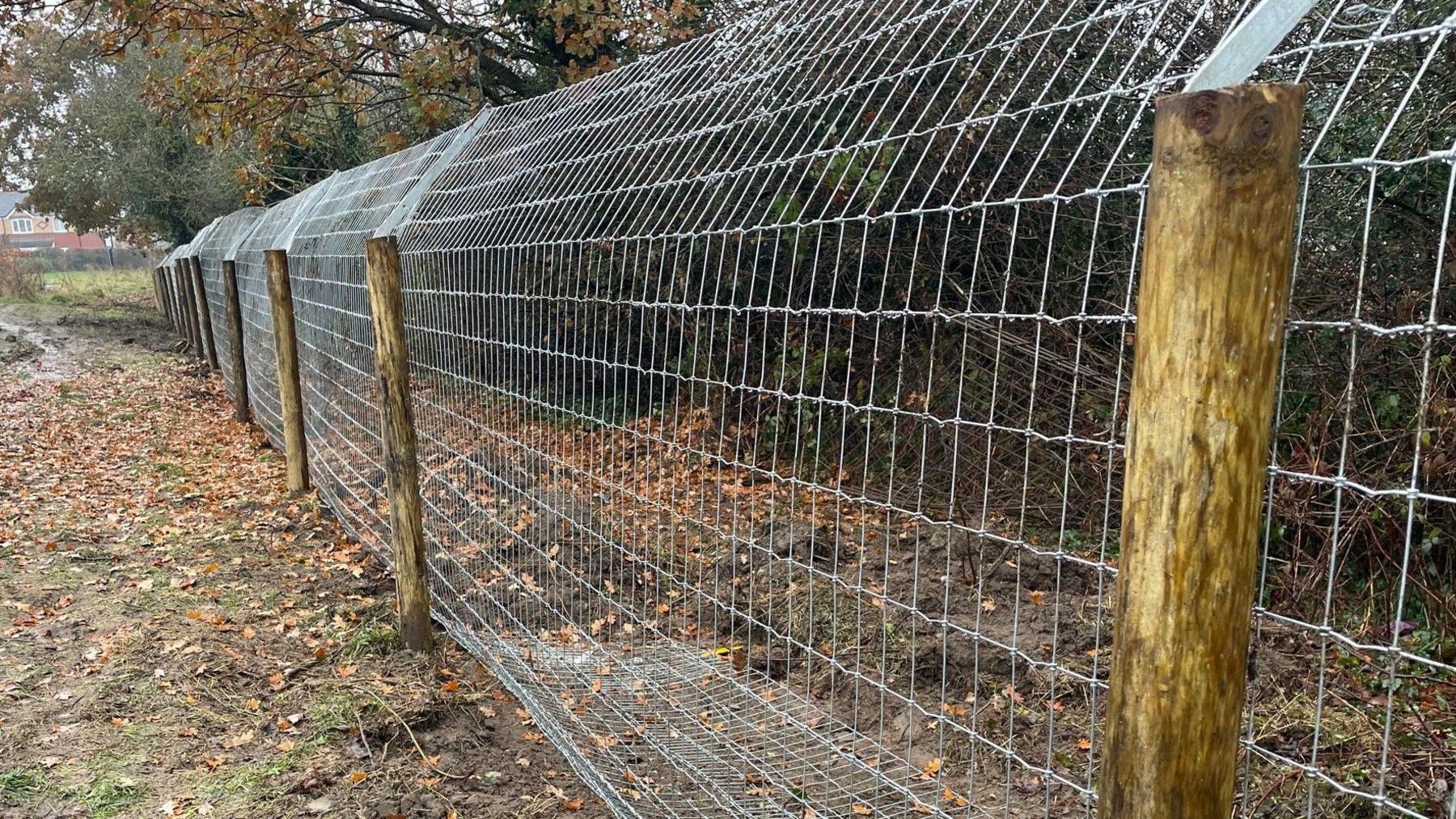 beaver fencing at Shrewsbury's Old River Bed