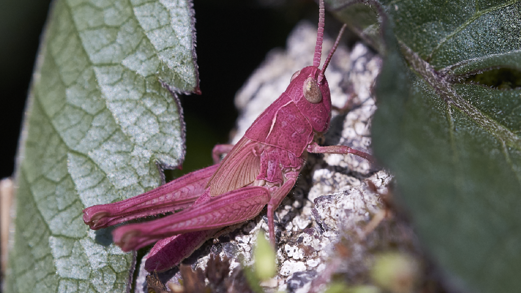 Pink grasshopper