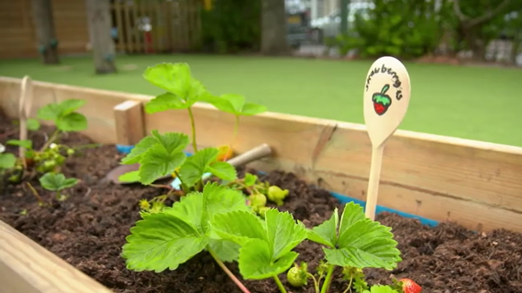 A strawberry plant growing in a wooden planter, with a wooden spoon sticking out the soil saying with 'strawberries' written on it