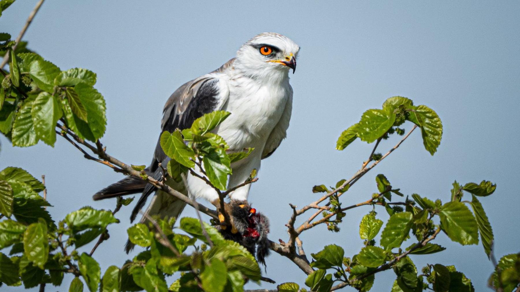 A black-winged kite sits on the branch of a tree. The bird's eye is deep orange and it has a black-tipped yellow curved beak. It is mostly white with dark grey wing and tail feathers.