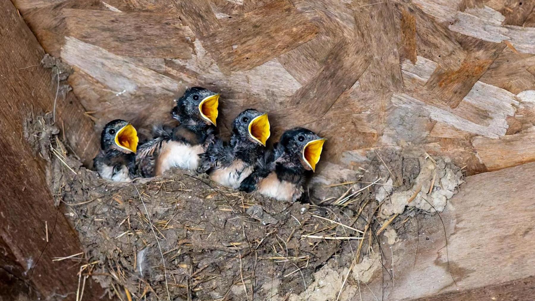 Four swallow chicks stand in a nest set in the corner of roof beams. Each has it's yellow mouth wide open awaiting a returning parent with food.